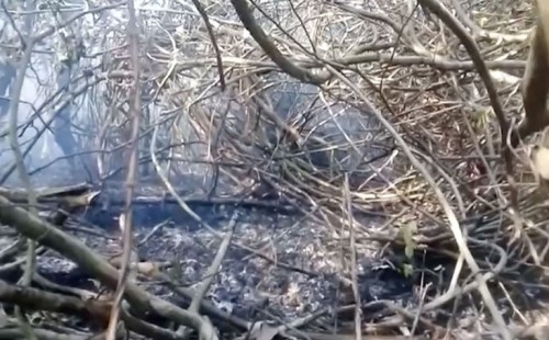 বাগেরহাটে সুন্দরবনে আগুন 