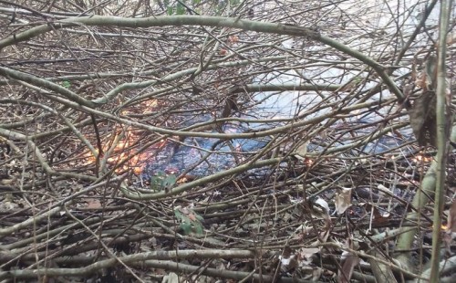 কাজ শুরু করতে পারেনি ফায়ার সার্ভিস, রাতভর পুড়বে সুন্দরবন 