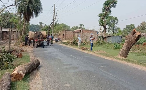 ড্রেন তৈরির জন্য কাটা হল ২৫০ গাছ 