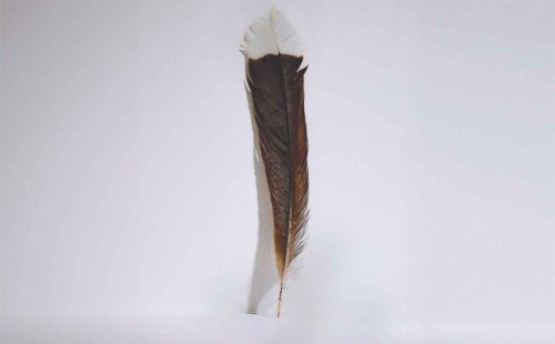 পাখির একটি পালকের দাম ৩৩ লাখ টাকা! 