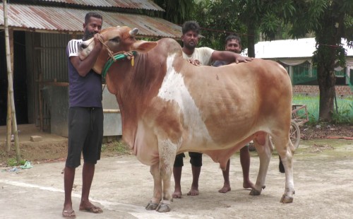 এবারের ঈদে হাট কাঁপাতে আসছে ‘সুলতান’ ও ‘পুষ্পা’ 