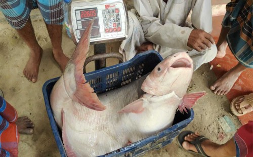 এক পাঙাশ ৩১ হাজার টাকায় বিক্রি 