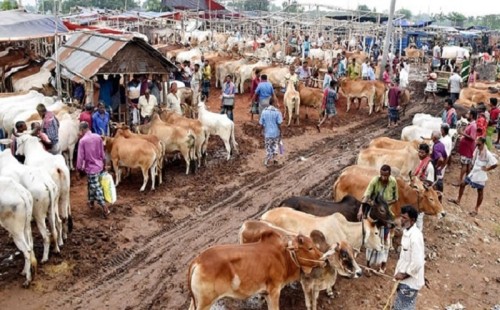আফতাবনগরে বসবে না পশুর হাট 