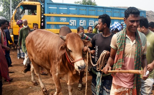 কোরবানির পশু বিক্রি হচ্ছে ৩৩-৩৭ হাজার টাকা মণ টার্গেটে 