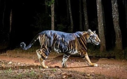 বাঘের হলুদ ডোরা ঢাকছে কালোয়! 