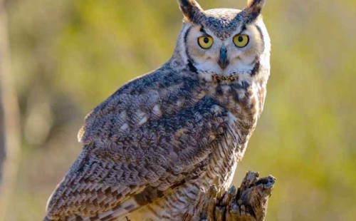 পাঁচ লাখ প্যাঁচা নিধন করবে যুক্তরাষ্ট্র 