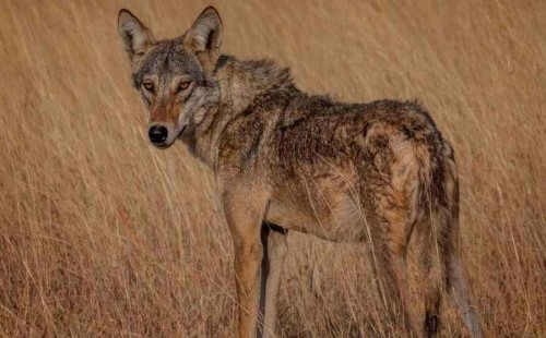 মানুষখেকো নেকড়ের খোঁজে ড্রোন! 