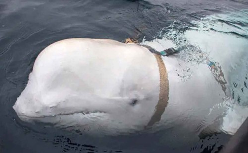 রাশিয়ার ‘গুপ্তচর তিমি’র রহস্যজনক মৃত্যু 