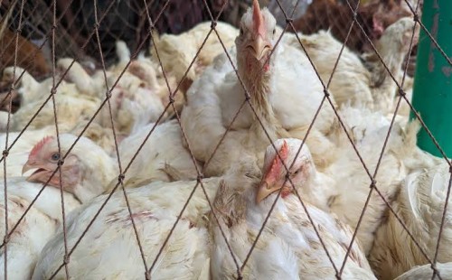 আবারও ঊর্ধ্বমুখী মুরগির বাজার, স্বস্তির খবর নেই সবজিতেও 