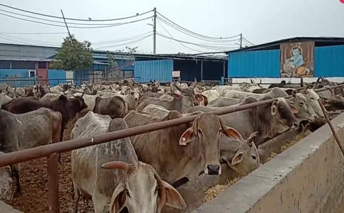 ভারতে গোরক্ষকদের হাতে ব্রাহ্মণ কিশোর নিহত! 