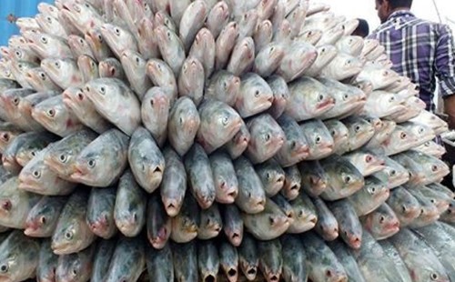 ভারতে ইলিশ রপ্তানি বন্ধে অন্তর্বর্তী সরকারকে লিগ্যাল নোটিশ 