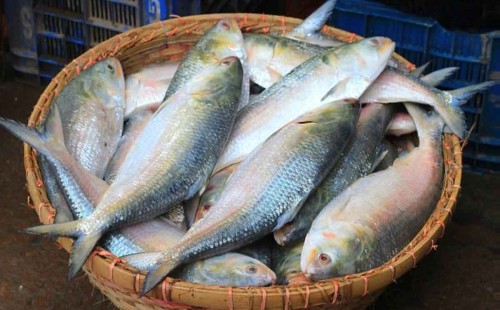 অনুমোদনের এক চতুর্থাংশ ইলিশও যায়নি! 