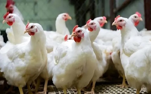 বাড়তি দামেই বিক্রি হচ্ছে মুরগি 