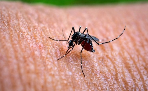 ডেঙ্গুতে আরো ৬ জনের মৃত্যু 