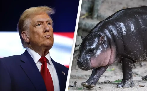 ট্রাম্পই হচ্ছেন মার্কিন প্রেসিডেন্ট : জলহস্তীর ভবিষ্যদ্বাণী 