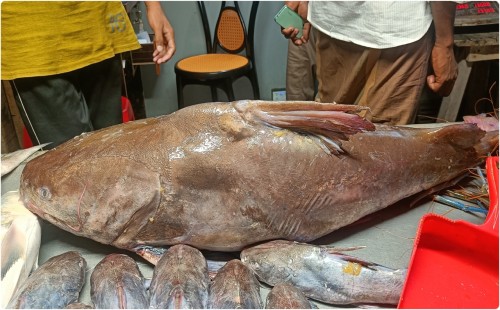 ১৫ কেজির মেদ মাছ  ১৪ হাজারে বিক্রি 