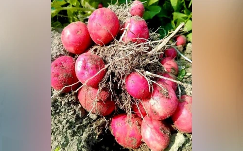 আলুর দাম একধাক্কায় কমলো ২০০ টাকা 