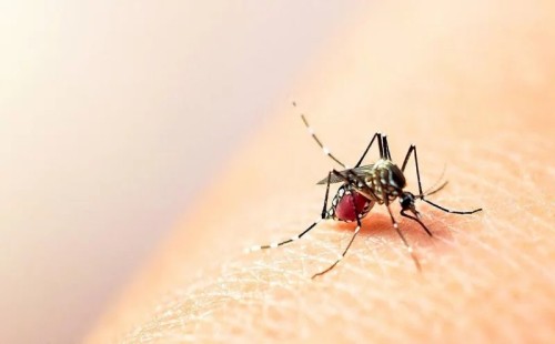 ডেঙ্গুতে ২৪ ঘণ্টায় ৫ জনের মৃত্যু, হাসপাতালে ৫৬২ 