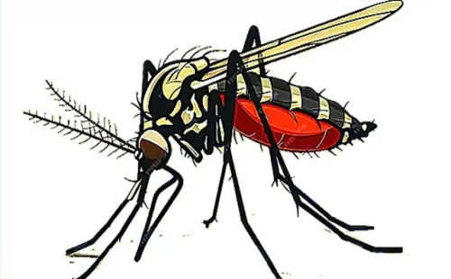 ডেঙ্গুতে ২৪ ঘণ্টায় ৪ জনের মৃত্যু 