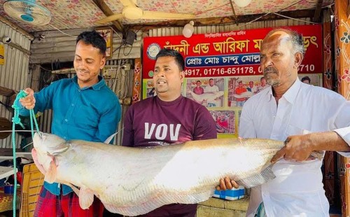 এক বোয়ালের দাম ৫২ হাজার টাকা 