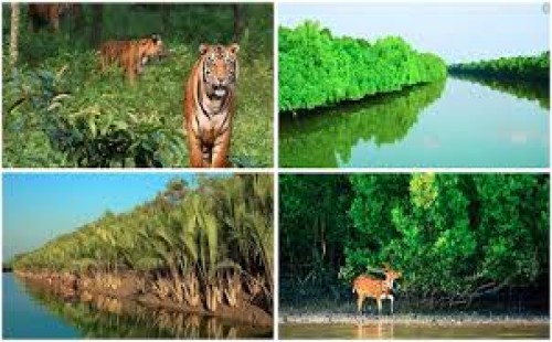 শীতে ভ্রমণের জন্য সুন্দরবন 