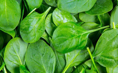 পালং শাকের যত গুণ 