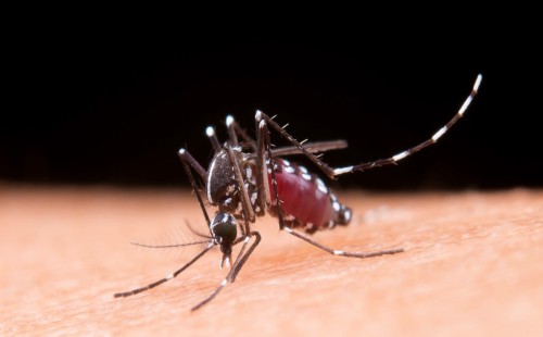 দেশে প্রথমবার জিকা ভাইরাসের ক্লাস্টার শনাক্ত, আক্রান্ত ৫ 