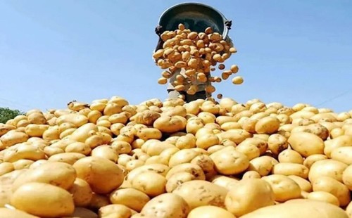 নেপালে গেল বাংলাদেশের আলু 