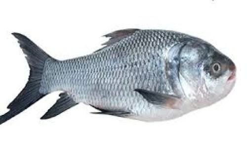 কাতলা মাছের পুষ্টিগুণ 