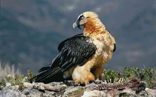 দ. আফ্রিকায় বিপন্ন শকুনের মৃত্যু 