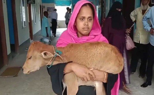 গাভী চুরি করলেন নেতা, বাছুর নিয়ে আদালতে নারী 