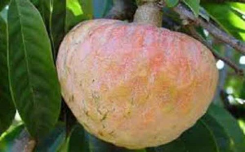 গরমে শরীর ঠান্ডা রাখে আতা: জেনে নিন এর দারুণ উপকারিতা 