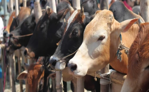 পশু ক্রয়ের সময় রাসুল (সা.) যে দোয়া পড়তে বলেছেন 