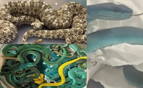 মুম্বাইয়ে সাপ পাচারকারী আটক 