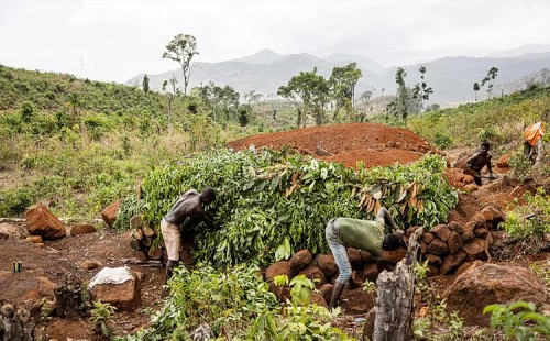 বন উজাড় ঠেকাচ্ছে গ্রামবাসী 