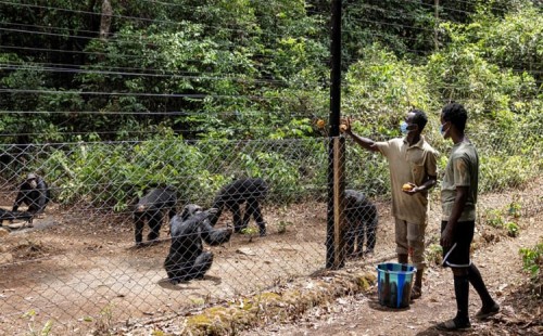সিয়েরা লিওনে হুমকিতে মানুষ ও বনমানুষ 