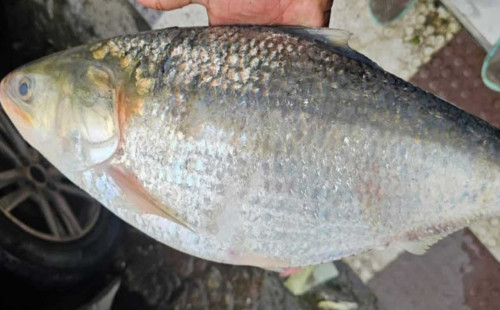 নোয়াখালীতে ৮০ পিস ইলিশ বিক্রি হলো দুই লাখ ১৯ হাজার টাকায় 
