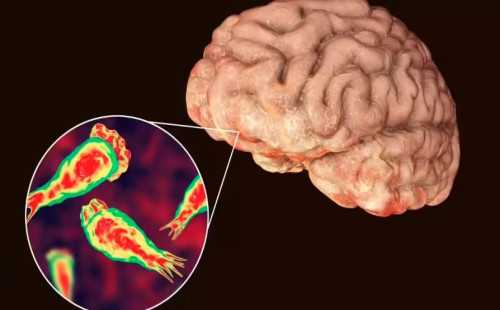 ভারতে ‘মস্তিষ্ক খেকো’ অ্যামিবার সংক্রমণ 