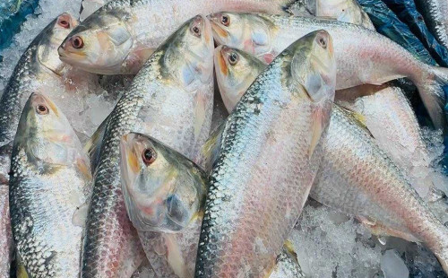 ভারতে ক্রেতাদের নাগালের বাইরে ইলিশ 