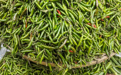 কাঁচা মরিচের ‘ট্রিপল সেঞ্চুরি’ 