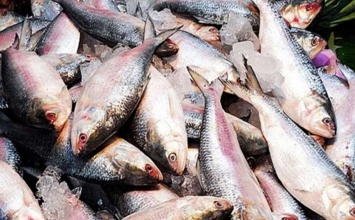 মধ্যরাত থেকে ইলিশ ধরা এবং বিক্রি বন্ধ 