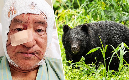 জাপানে ভালুকের আক্রমণে পর্যটক আহত 