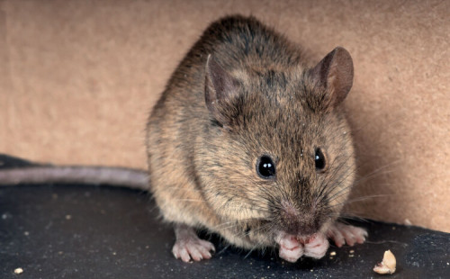 ইঁদুরের শুক্রাণুতে পরিবর্তন এনেছে কোভিড-১৯ 