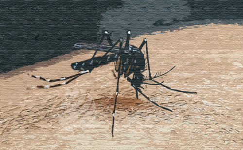 ডেঙ্গুতে আরো চারজনের মৃত্যু 