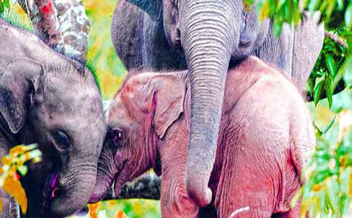 মারা গেলো রাঙামাটির একমাত্র গোলাপি হাতি 