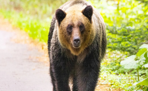 জাপানে ভালুকের আক্রমণে রেকর্ড মৃত্যু 