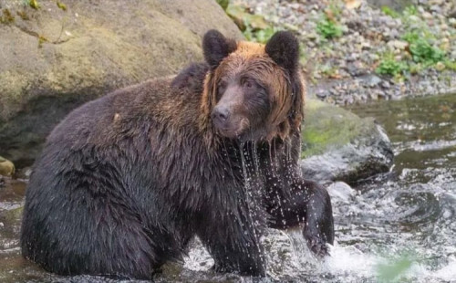 জাপানে ভালুক মোকাবেলায় সেনা 