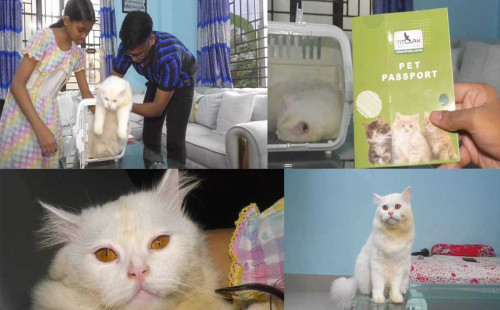 ইতালি যাচ্ছে না বিড়ালটি 