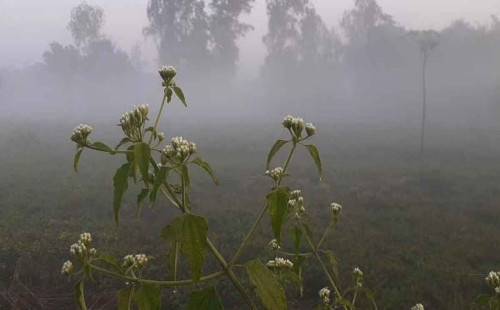 শীতের আগমন পঞ্চগড়ে, তাপমাত্রা নেমে ১৪ ডিগ্রিতে 