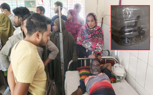 ধানখেতে সাপের কামড়, জীবিত রাসেলস ভাইপার নিয়ে হাসপাতালে কৃষক 